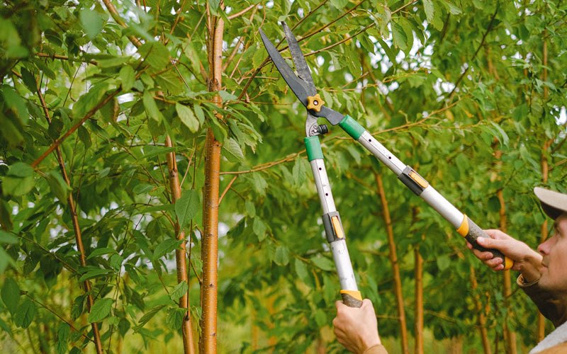 Tree trimming in La Vista, NE